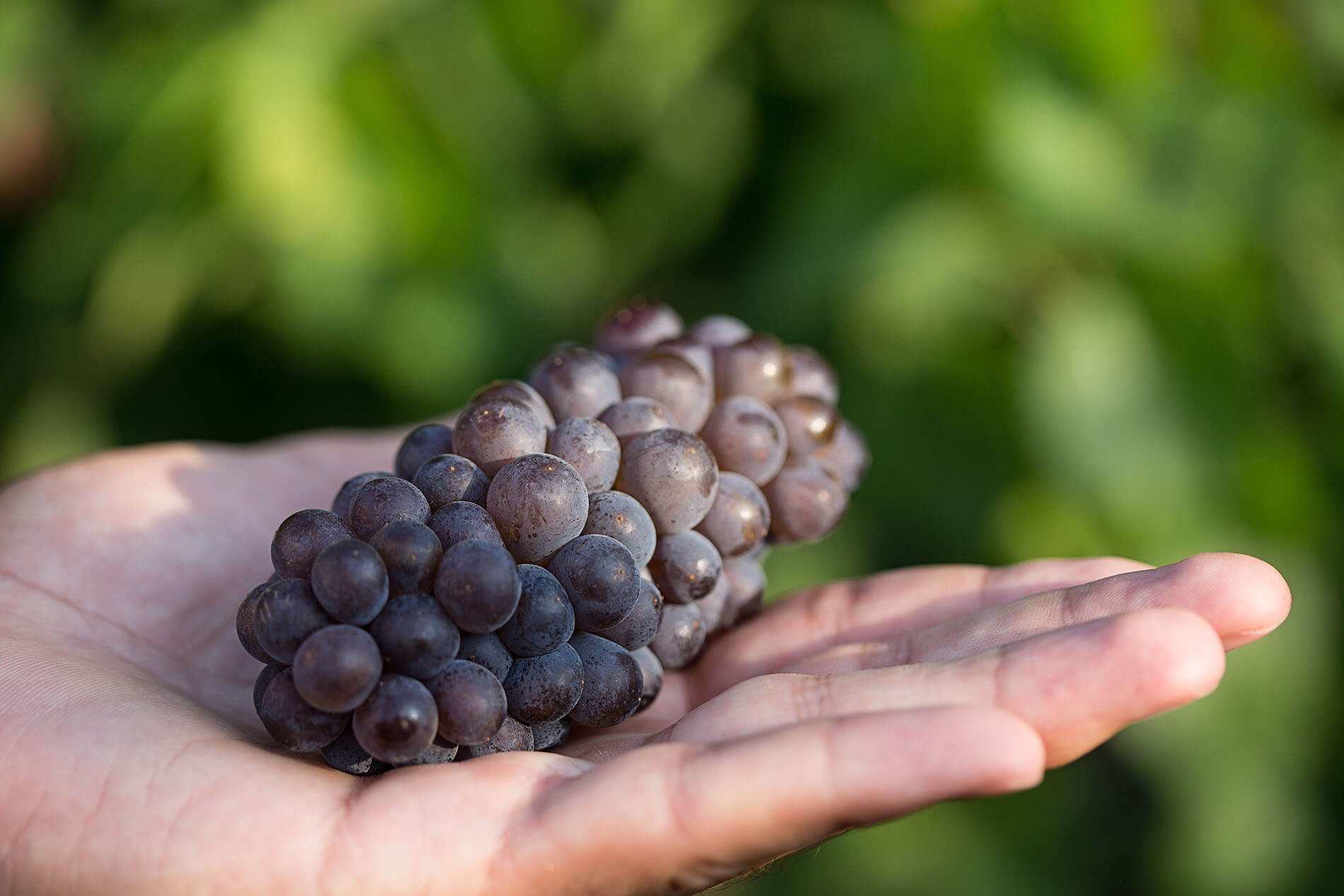 crno grozdje Bikicki vinograda