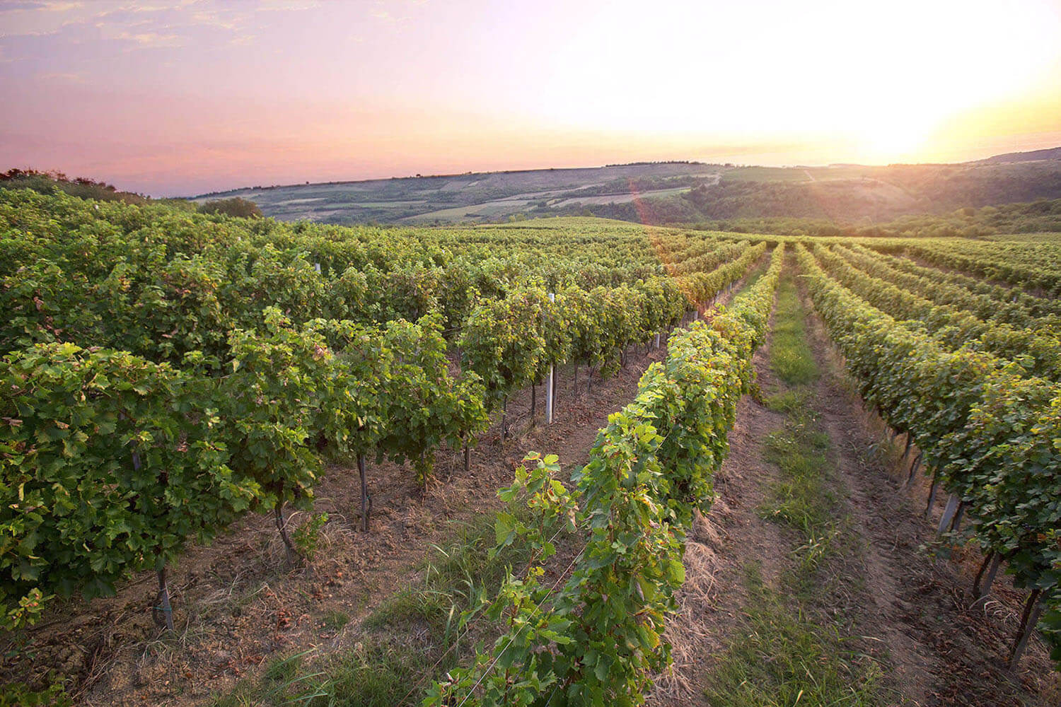 Zemljiste na kojem se gaji grozdje za Bikicki vino